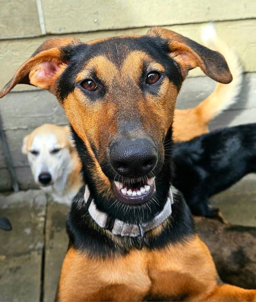 Photo of Bonsai, adoptable Doberman Pinscher in Chicago, Illinois