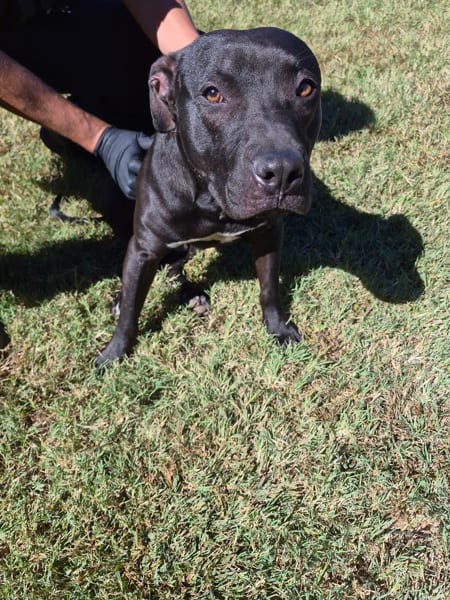 Photo of Ic-13, adoptable Pit Bull cross in Lawrenceville, Georgia