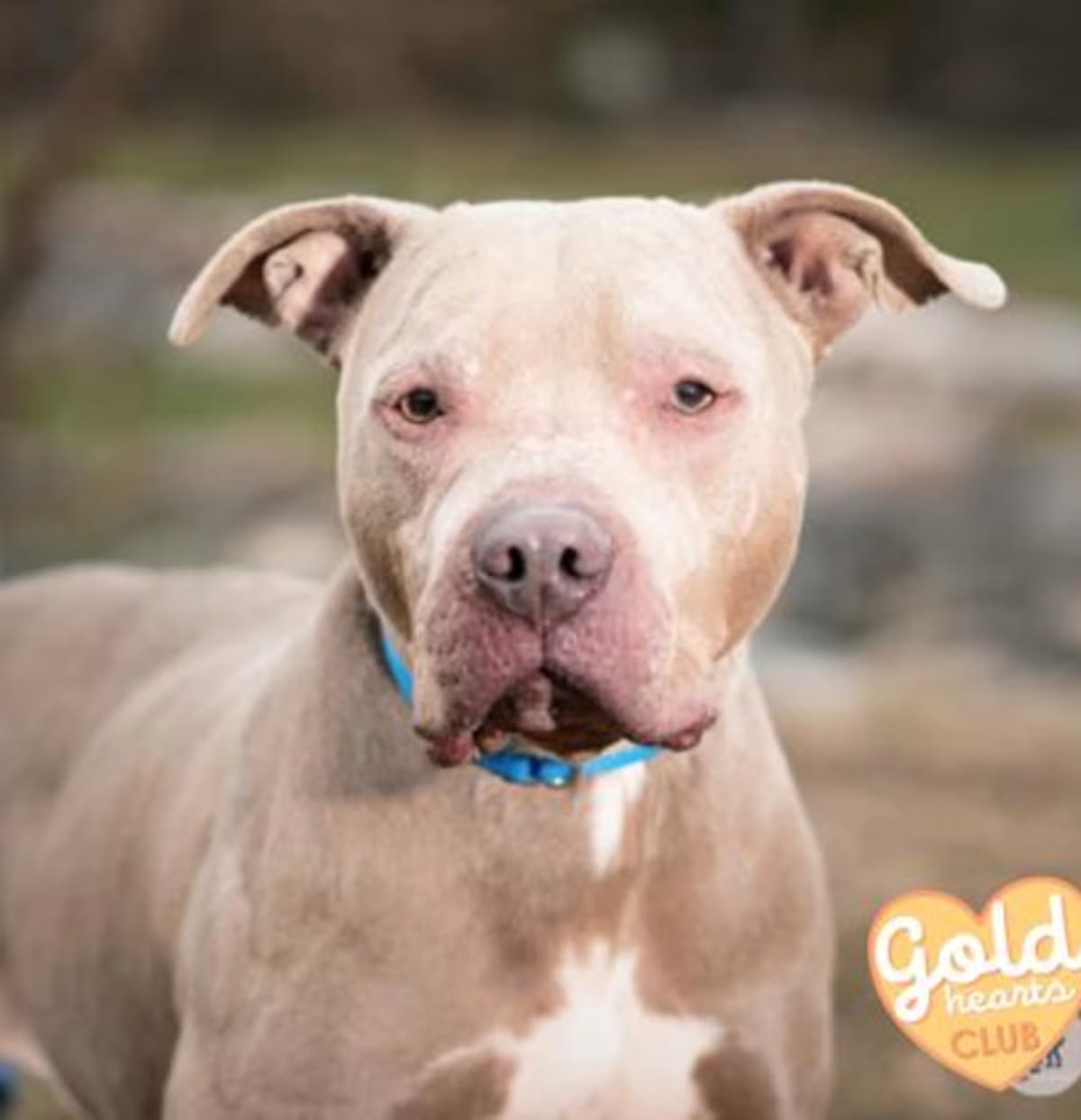 Photo of Playdoh, adoptable American Pit Bull Terrier in Ann Arbor, Michigan