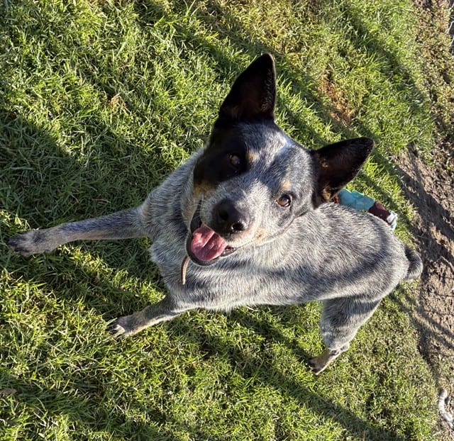 Photo of Senior Australian Cattle Dog mix, adoptable Australian Cattle Dog mix in Devore, California