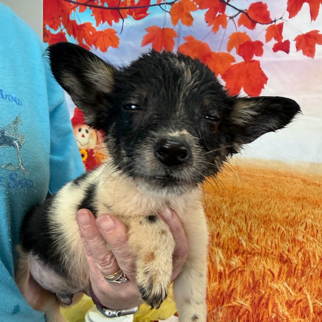 Photo of Lynton, adoptable Collie, Border / Cattle Dog, Australian (Blue Heeler) in Normal, Illinois