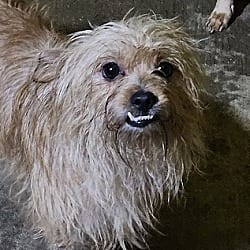 Photo of Red, adoptable Jack Russell Terrier in Gretna, Florida