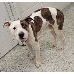 Photo of Reba, adoptable American Pit Bull Terrier in Kansas City, Missouri
