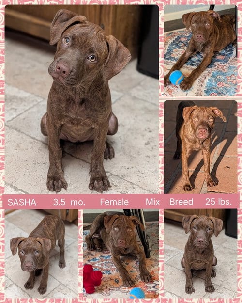 Photo of Sasha, adoptable Hound in Mesa, Arizona