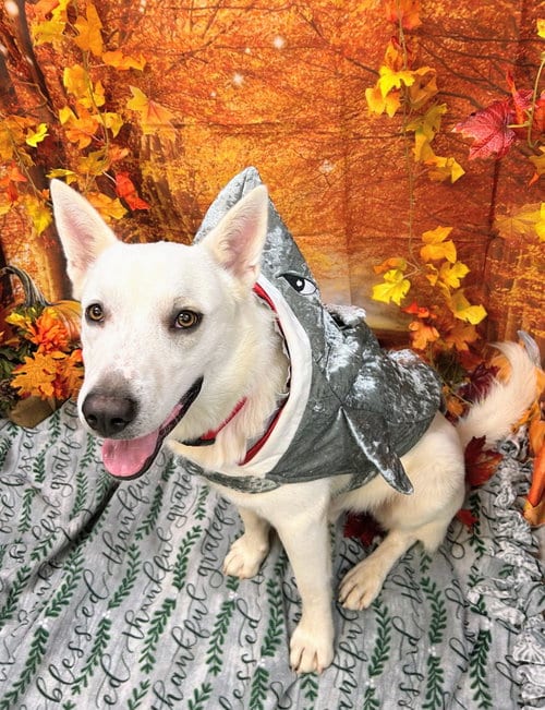 Photo of Bodhi, adoptable Shepherd in Bryant, Arkansas