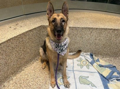 Photo of Apple, adoptable German Shepherd Dog in Los Angeles, California