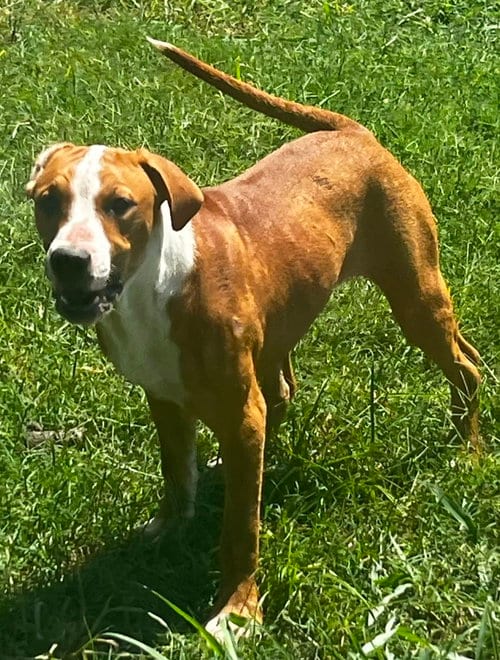 Photo of Reese, adoptable Hound in Pryor, Oklahoma