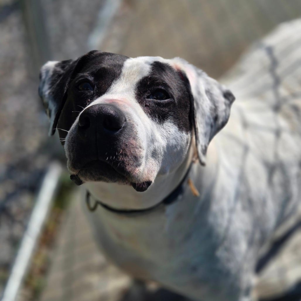 Photo of Belladonna, adoptable Mixed Breed (Medium) in Winfield, West Virginia