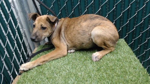 Photo of Tessa, adoptable Labrador Retriever in Downey, California