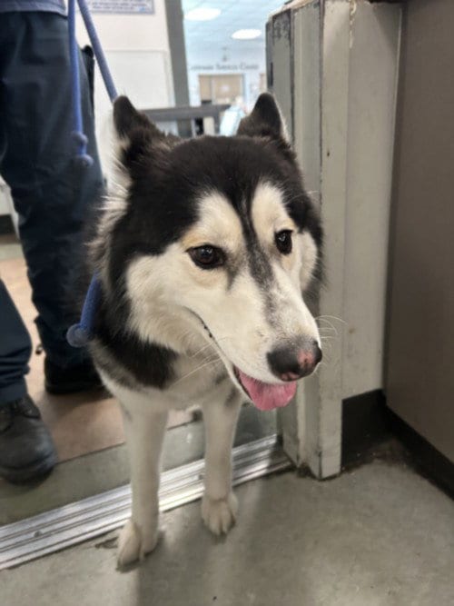 Photo of Lassie, adoptable Husky in Van Nuys, California