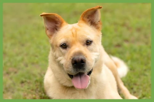 Photo of Lady, adoptable Shar Pei in Amherst, Massachusetts