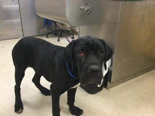 Photo of Dopey, adoptable Cane Corso Mastiff in Riverside, California