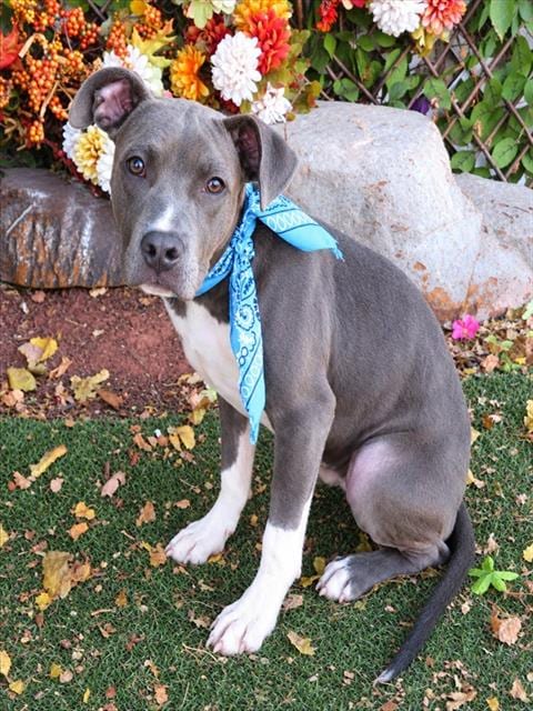 Photo of Jessie, adoptable Pit Bull Terrier in Oklahoma City, Oklahoma