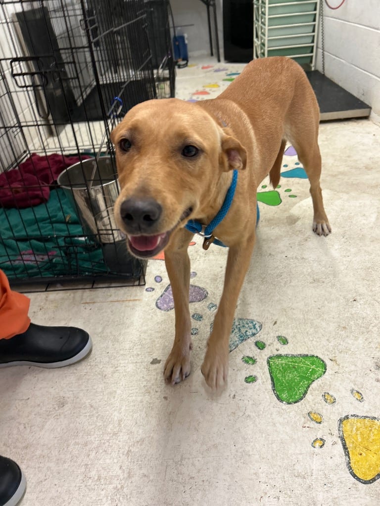 Photo of Daisy, adoptable Golden Retriever in Chickamauga, Georgia