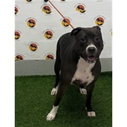 Photo of Carmen, adoptable Mixed Breed (Medium) in Land O'Lakes, Florida
