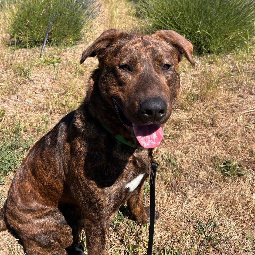 Photo of Justus, adoptable Mixed Breed (Large) in Port Angeles, Washington
