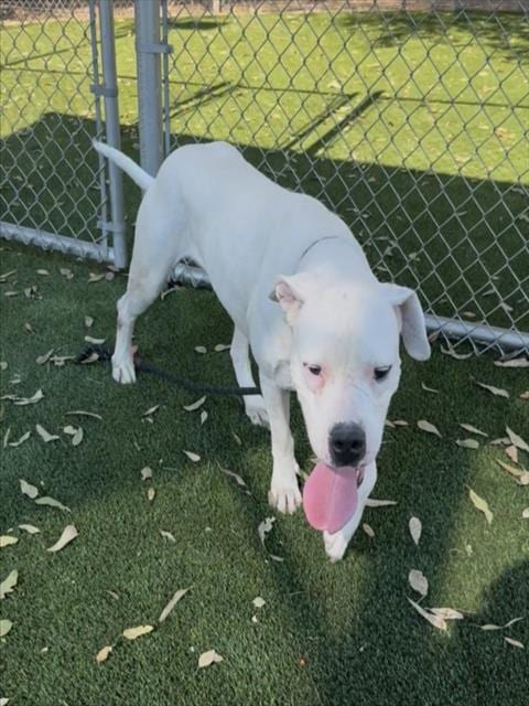 Photo of Nala, adoptable Dogo Argentino in Los Angeles, California