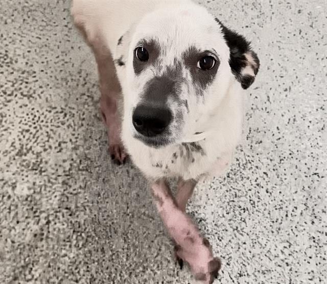 Photo of Senior Labrador Retriever mix, adoptable Labrador Retriever mix in Houston, Texas