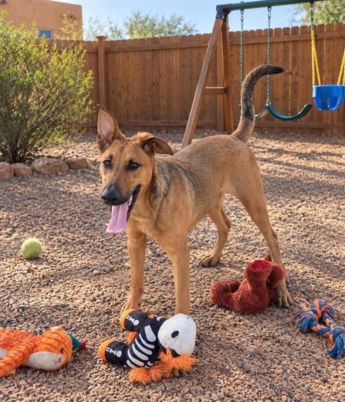 Photo of Fajita, adoptable Doberman Pinscher in Albuquerque, New Mexico
