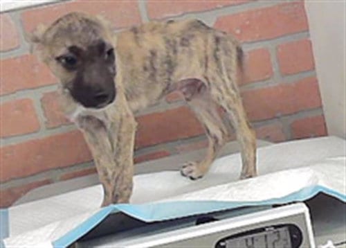 Photo of A2098306, adoptable Staffordshire Bull Terrier in Houston, Texas