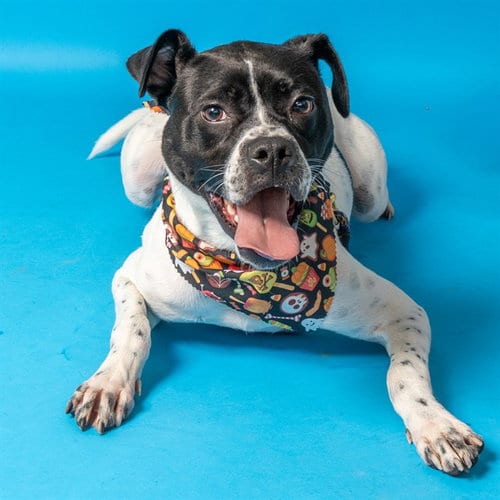 Photo of Princess Sammy, adoptable Pit Bull Terrier in St Louis, Missouri