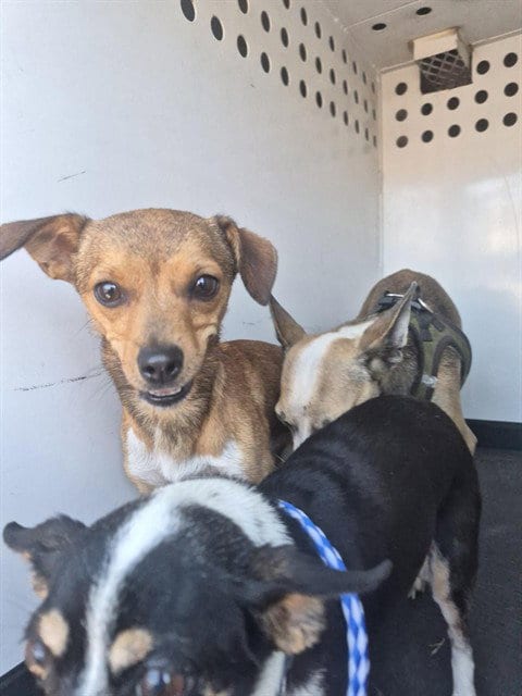 Photo of A171381, adoptable Chihuahua in Bakersfield, California
