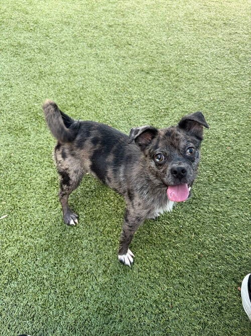 Photo of Rizzo~ FOSTER or FOSTER TO ADOPT NEEDED, adoptable Pug in Andover, Minnesota