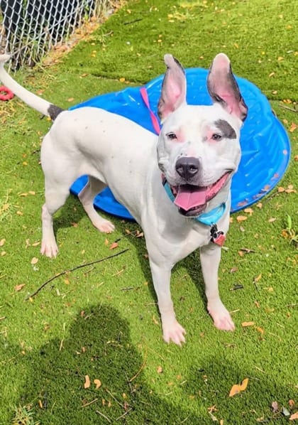 Photo of Flint (Chase), adoptable dog in Baltimore, Maryland