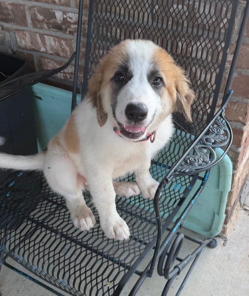 Photo of Daphne, adoptable Great Pyrenees in Dallas, Texas