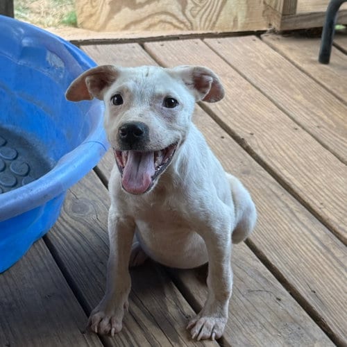 Photo of Lacey- attention is her love language, adoptable American Bulldog in Oakhurst, New Jersey
