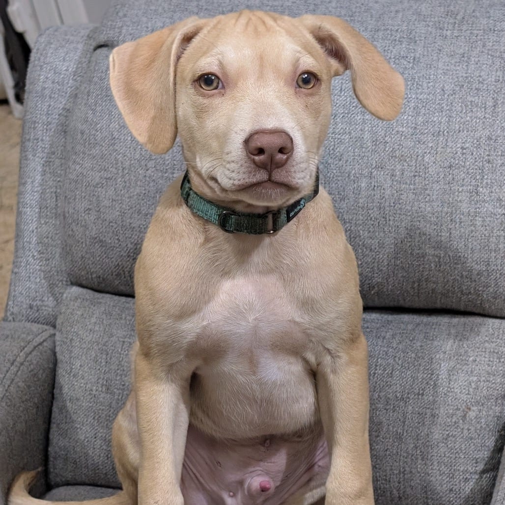 Photo of Bo, adoptable Retriever, Labrador / Mix in Phoenix, Maryland