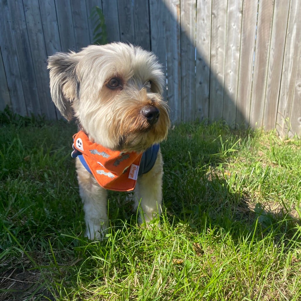 Photo of Max, adoptable Maltese / Terrier, Yorkshire, Yorkie in West Des Moines, Iowa