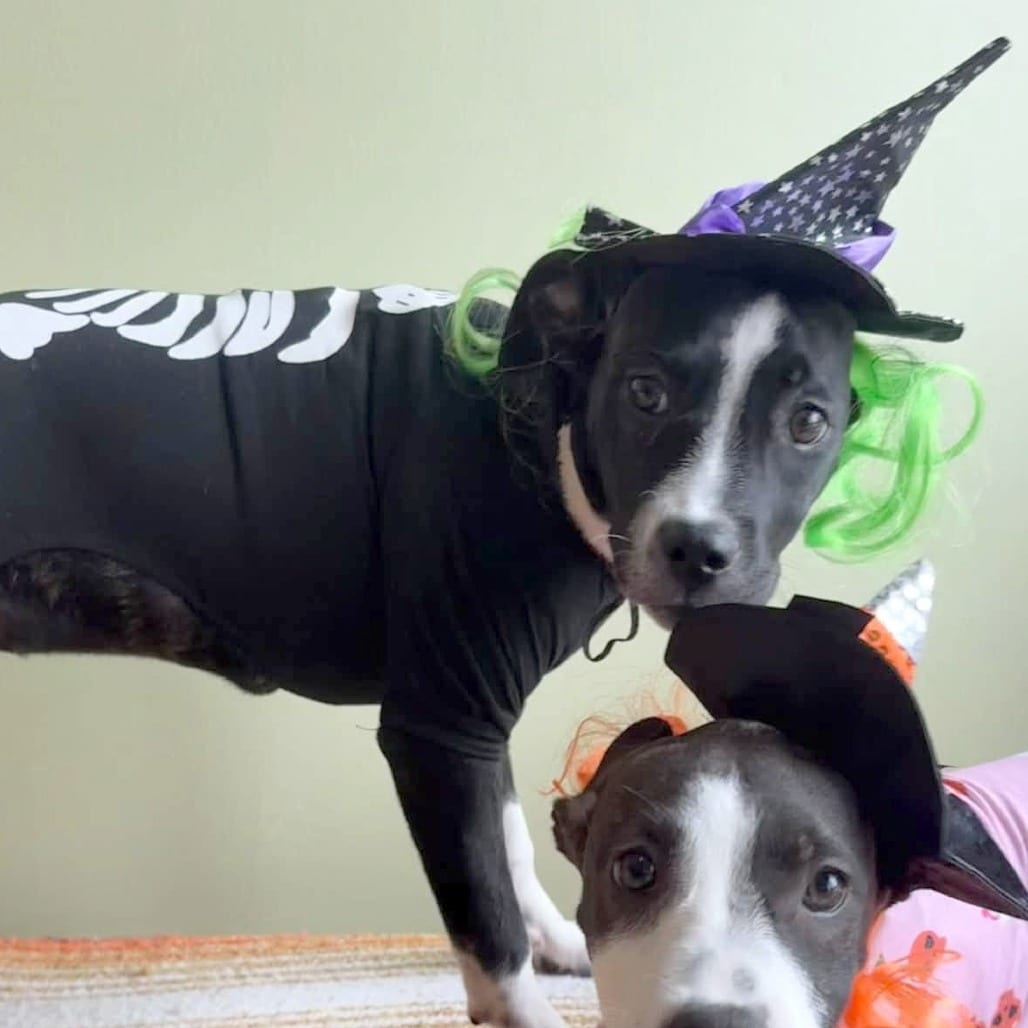Photo of Lexi Prow (Wedgewood Pup), adoptable Mixed Breed (Medium) in St. Louis, Missouri