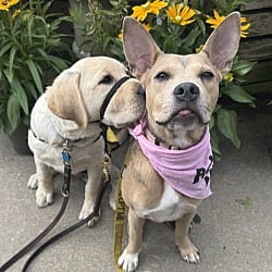 Photo of Maisie, adoptable Hound (Unknown Type) in Columbia, Maryland