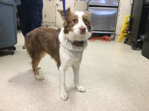 Photo of Cindy, adoptable Australian Shepherd in Riverside, California