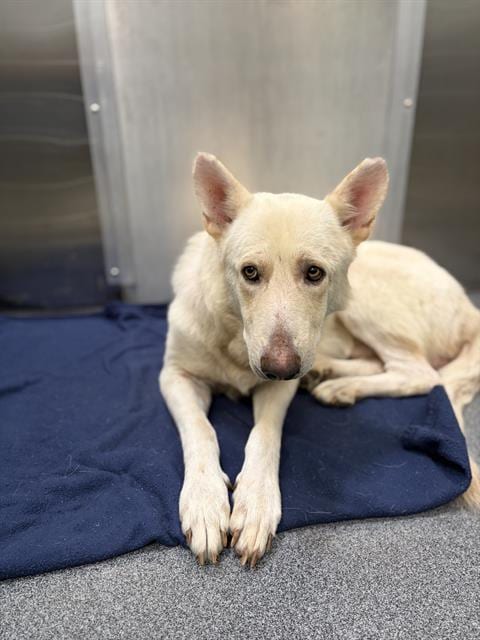 Photo of Jupiter, adoptable Mixed Breed