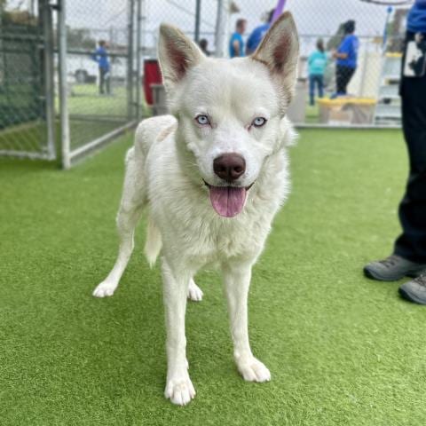 Photo of Beluga, adoptable Siberian Husky in Camarillo, California