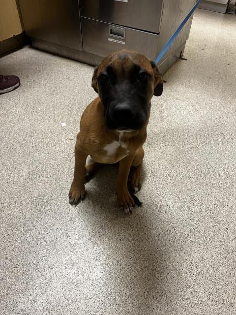 Photo of Bamm Bamm, adoptable Cane Corso Mastiff in Riverside, California