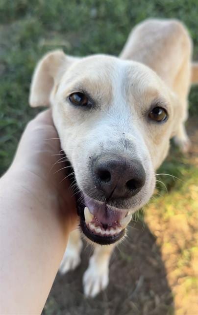 Photo of Summer, adoptable Labrador Retriever in Rosenberg, Texas