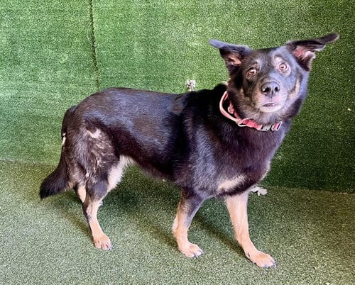 Photo of Jamie, adoptable German Shepherd Dog in Lancaster, California