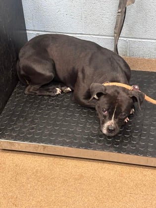 Photo of Peepler, adoptable dog in Chamblee, Georgia