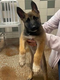 Photo of Boots, adoptable Belgian Shepherd Dog Sheepdog in Salinas, California