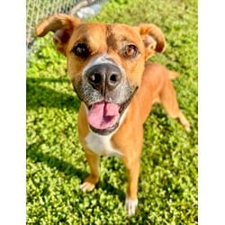 Photo of Conway, adoptable Mixed Breed (Medium) in Port St. Joe, Florida