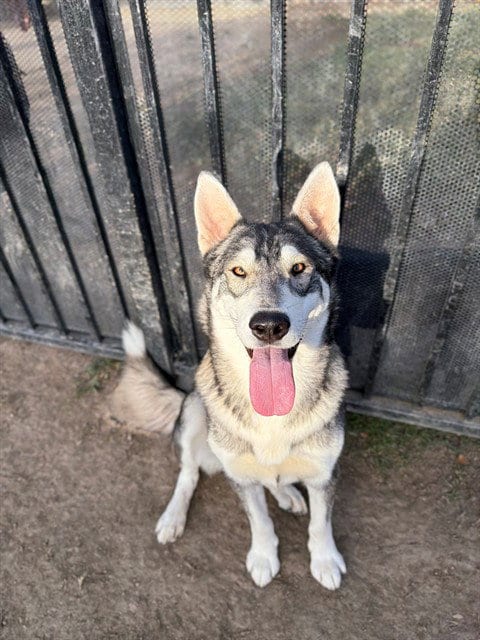 Photo of Richie, adoptable Siberian Husky in Riverside, California