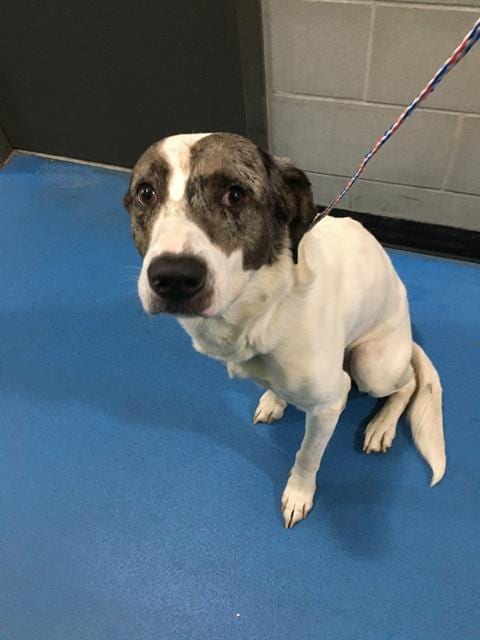 Photo of Louie, adoptable Mixed Breed