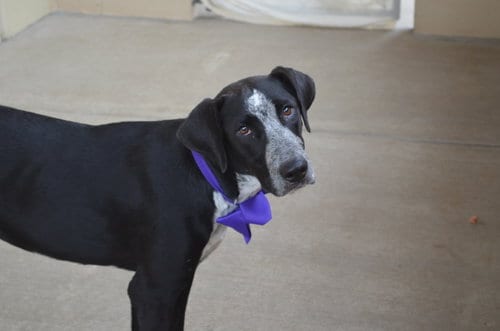 Photo of Cupcake, adoptable Unknown breed in McKinney, Texas