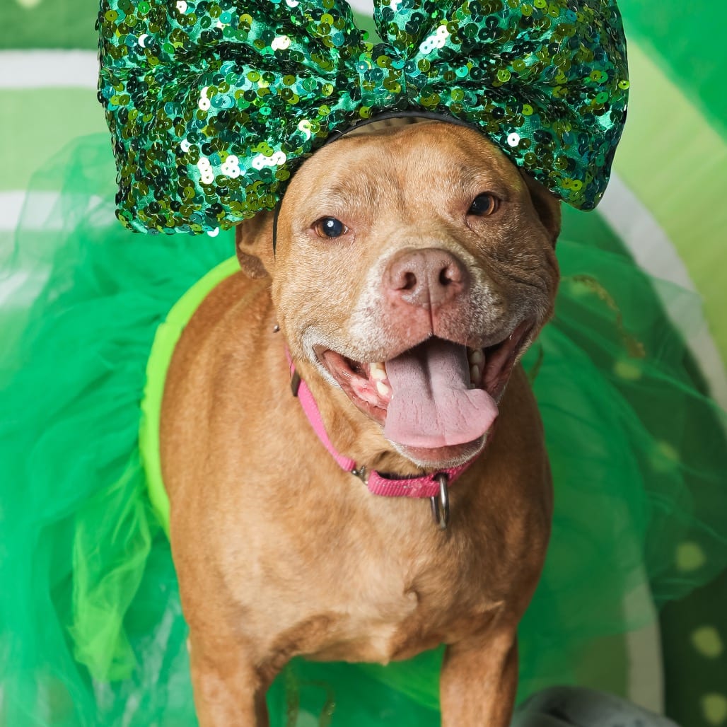 Photo of Honey, adoptable Mixed Breed (Large) in Ohio, Ohio
