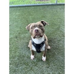 Photo of Bolo, adoptable American Bulldog in Doral, Florida