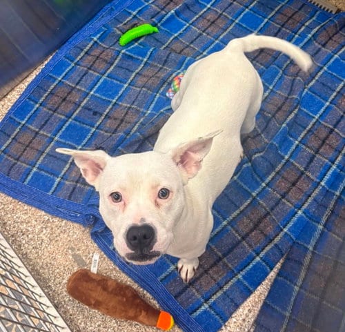 Photo of Sabine, adoptable Pit Bull Terrier in Martinsburg, West Virginia