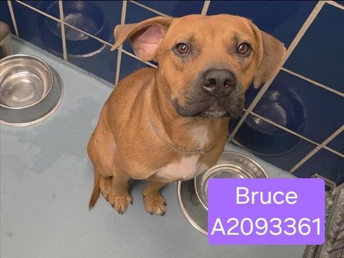 Photo of Bruce, adoptable American Staffordshire Terrier in Houston, Texas